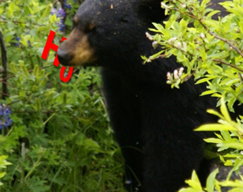 Black Bear Eating a null hyopothesis